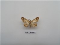 藏品(尺蛾165)的圖片